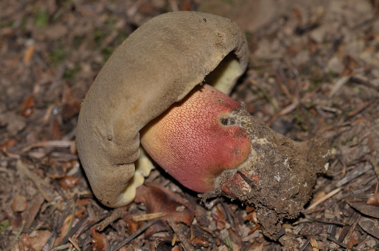 Boletus luridus ?